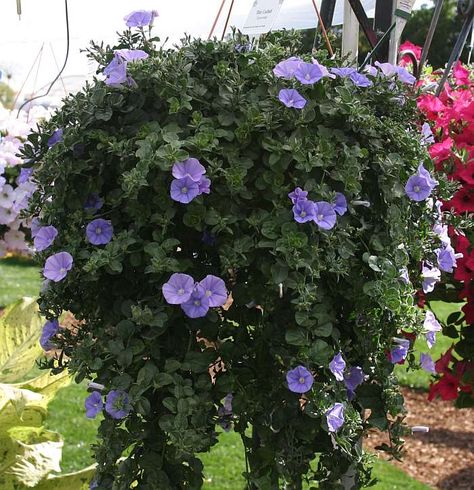 2nd Image of Convolvulus sabatius 'Moroccan Beauty' PP15,104 at San Marcos Growers Convolvulus Sabatius, Moroccan Beauty, Plant Pots, Morning Glory, Potted Plants, Garden Plants, Plants, Beauty