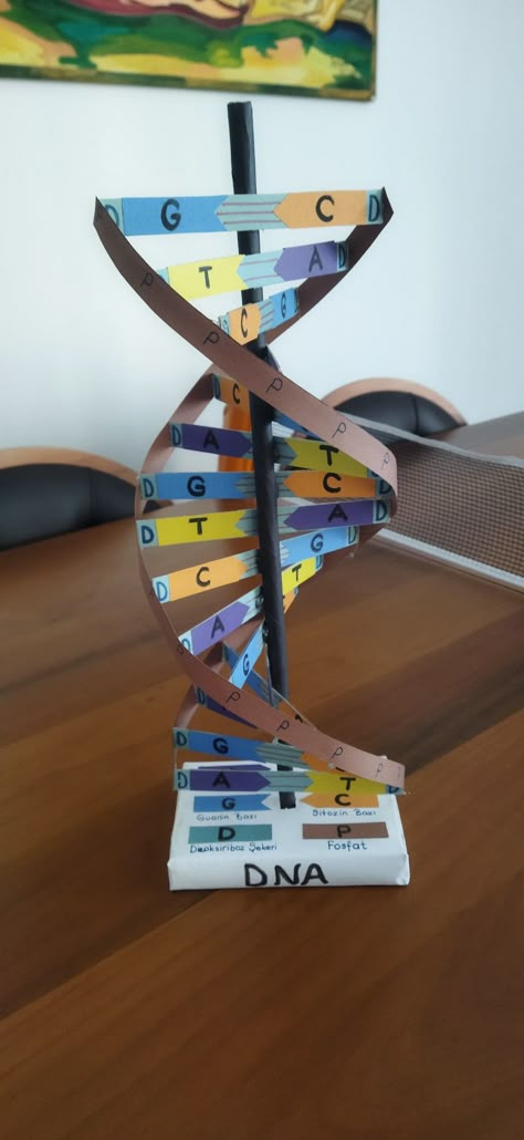 How To Make A Dna Model Project, Dna Double Helix Model Projects, Dna Models Projects, Dna Strand Project, Easy Dna Model Project, 3d Dna Structure Project, How To Make Dna Model, Dna Molecule Project, Dnk Model Diy