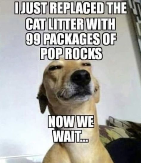 Dog Jokes, Cute Animal Memes, Humor Mexicano, Funny Dog Memes, Funny Animal Quotes, Carl Grimes, Funny Dog Pictures, Funny Animal Jokes, Memes Humor