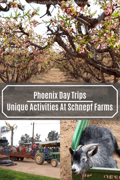 Looking for day trips from Phoenix, Arizona? At Schnepf Farms, you can pick your own fruits and veggies, go on hayrides, pet farm animals, and more!    #PhoenixDayTrips #Arizona Weekend In Phoenix Arizona, Phoenix Itinerary, Best Food In Phoenix Arizona, Phoniex Arizona Travel, Schnepf Farms, Hikes In Phoenix Arizona, Travel Blog Post Ideas, Solo Travel Destinations, Trip Destinations