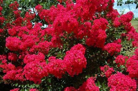 Red Rooster semi-dwarf Crepe Myrtle. Brilliant red flowers. Foliage emerges maroon and changes to green. Flowers may show white or red flecking. Grows 8 to 10 feet tall. Front House Porch, Red Crepe Myrtle, Crepe Myrtle Trees, Crepe Myrtles, Seed Tape, Myrtle Tree, Crepe Myrtle, Retirement House, Crape Myrtle