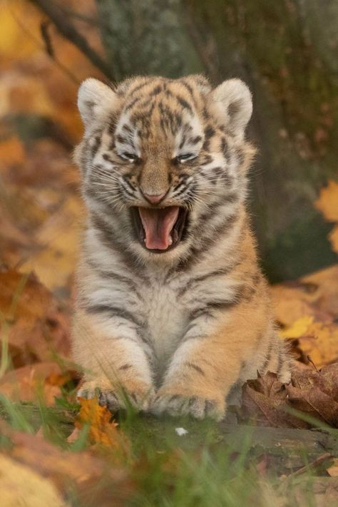 Amur Tiger Cub / Tirgou de Sibérie / Image by Libby Page from flickr Margay Cat, Amur Tiger, Serval Cats, Sand Cat, Savannah Cat, Tiger Cub, Mountain Lion, Snow Leopard, Big Cats