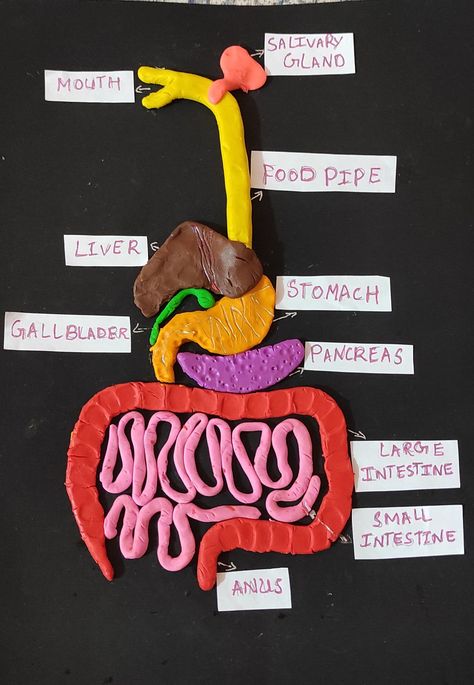 Digestive System Clay Model, Working Model Of Digestive System, Digestive System Model Project, Human Digestive System Model, Food Chart For Kids, Digestive System Project, Digestive System For Kids, Digestive System Model, Digestive System Diagram