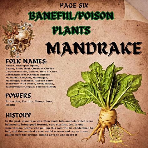 Curse Herbs, Poisonous Herbs, Baneful Magick, Admire From Afar, Poisonous Flowers, Witches Jar, Poison Garden, Paganism Spells, Plant Friends