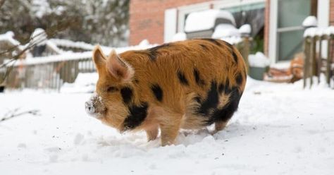 Pigs As Pets, Juliana Pigs, Kunekune Pigs, Pastured Pigs, Kune Kune Pigs, Pig Breeds, Pet Pig, Pigs Eating, Miniature Pigs