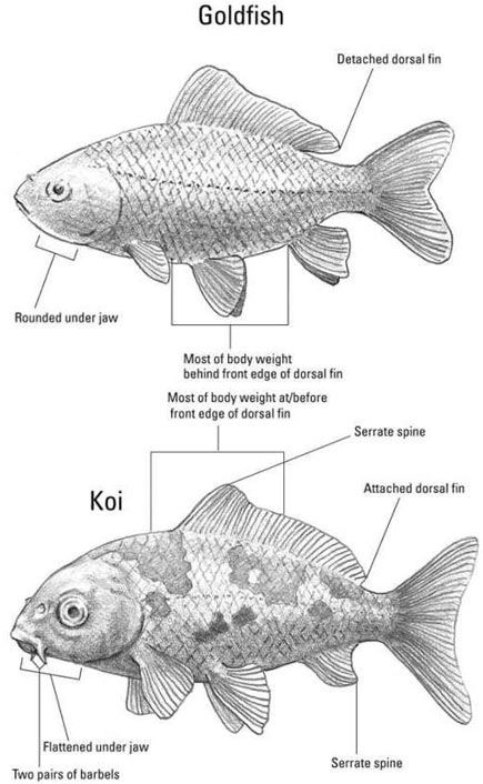 goldfish vs koi Koi Fish Types, Types Of Goldfish, Goldfish Care, Diseases Pictures, Fish Information, Goldfish Pond, Pond Fish, Koi Ponds, Koi Art