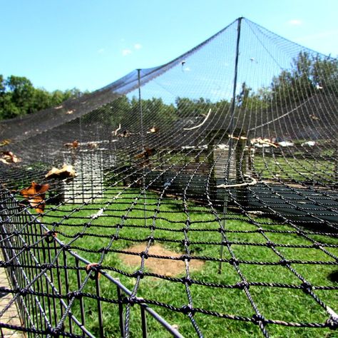 Poultry Protection Netting — Your One Stop Poultry Supply Shop! | Pinnon Hatch Farms Chicken Coop Netting, Bird Netting Chicken Coop, Peacock Shelter, Chicken Tent, Chicken Protection, Chicken Netting, Hoop House Chickens, Chicken Run Ideas Diy, Turkey Chicks