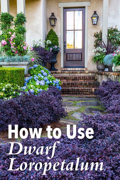 How to Use Purple Daydream® Dwarf Loropetalum in the Landscape | Southern Living Plants Plant Companions, Southern Landscaping, Shrubs For Landscaping, Front Yard Plants, Southern Living Plants, Southern Garden, Short Plants, Purple Plants, House Landscaping