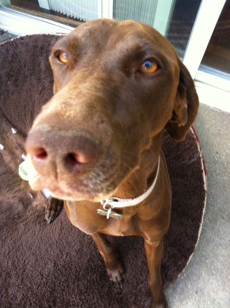 My German Short-Haired Pointer!! Liver brown with white dimond on her chest!! Her name is Coco and she is such a SWEETHEART!!!!!!!!!!!!!!!!!!!!!!!!!!!!! Short Wedge Haircut, Short Hair Brown, German Pointer, Dorothy Hamill, Reddish Hair, Short Haired Pointer, Wedge Haircut, Short Wedges, Cute Haircuts