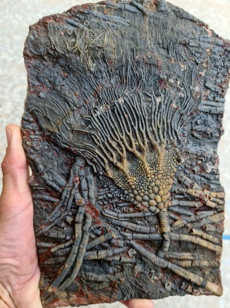 Crimeteo Mbakri Rugose Coral, Fossil Art, Desert Morocco, Crinoid Fossil, Rocks And Fossils, Prehistoric World, Trilobite Fossil, Fossilized Coral, Texture Inspiration