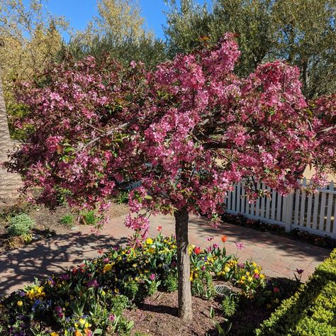 Bring the beauty of spring to your garden with a stunning Cherry Blossom tree! 🌸 Known for their delicate pink and white blooms, these trees are the perfect symbol of renewal and tranquility. Whether lining a pathway or creating a focal point, a Cherry Blossom tree will transform your outdoor space into a peaceful haven. 🌿 Plant yours today and enjoy the breathtaking blossoms year after year! Peach Blossom Tree, Garden Works, Blossom Tree, Cherry Blossom Tree, Peach Blossoms, My Dream Home, Pink And White, Cherry Blossom, Focal Point