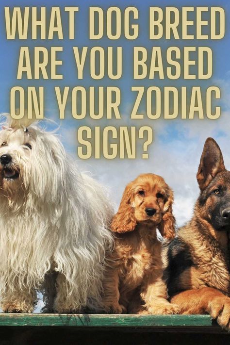 Have you ever thought about how your astrological traits might match a particular dog breed? Let’s explore the zodiac to discover which dog breed you would be based on your Zodaic Sign. #dogs #dogbreed
#astrology #Zodiacsigns #zodiac #starsigns Dog Zodiac, What Dogs, Zodiac City, Based On Your Zodiac Sign, Leo Zodiac, Dog Breed, Star Signs, Zodiac Sign, Funny Dogs