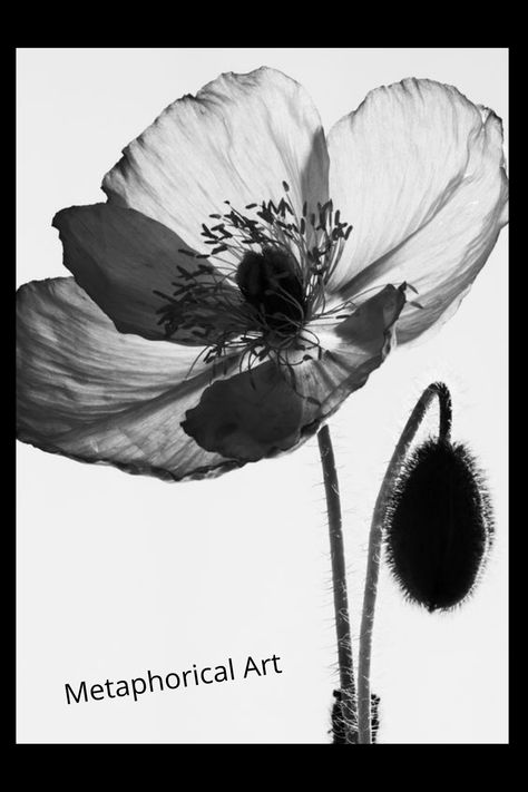 Xray Flower, Bild Gold, Xray Art, Poppies Tattoo, White Poppy, Black And White Flowers, Most Beautiful Flowers, Beautiful Flowers Pictures, White Photo