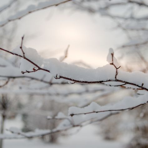 Snow Covered Branches, Calligraphy Paintings, Snow Photos, Snow Images, Outdoor Park, Chestnut Trees, Website Backgrounds, Calligraphy Painting, Snow Scenes