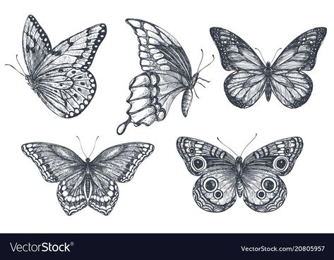 Drawn Butterflies, Graphic Sketch, Butterfly Sketch, Dragon Tattoos, Tattoo Style Drawings, Sketch Style, Butterfly Drawing, Girly Tattoos, Scrapbooking Photo