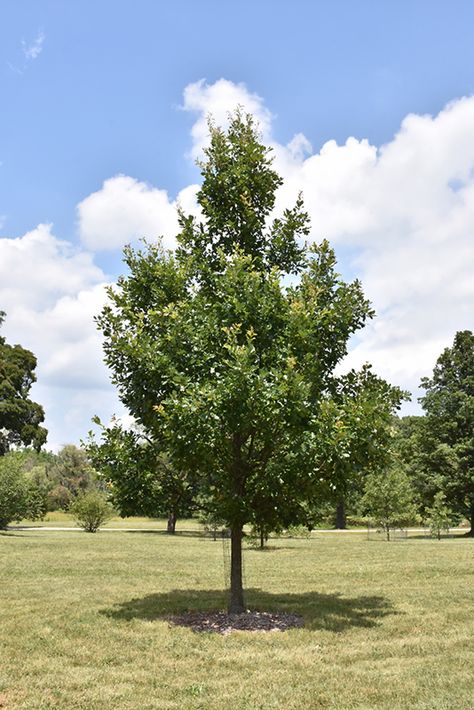 Click to view a full-size photo of Heritage English Oak (Quercus x macdanielii 'Clemons') at Canyon Creek Nursery Human Traffic, Billings Montana, Full Size Photo, Deciduous Trees, Inner City, The Grove, Types Of Soil, Oak Tree, Fall Colors