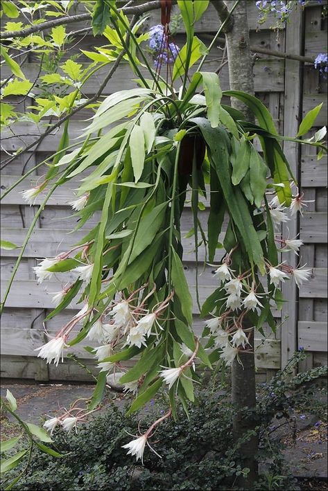 Epiphyllum Pumilum, Air Plant Decor, Night Blooming Flowers, Air Plants Decor, Orchid Cactus, Plant Aesthetic, Cactus Y Suculentas, Cactus Garden, Cactus Flower