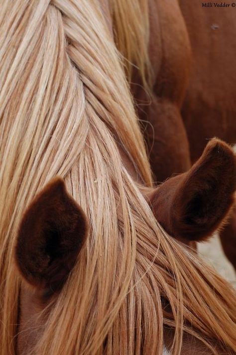 .: Aesthetic Horses, Horse Mane, Two Horses, All About Horses, Majestic Horse, Brown Horse, All The Pretty Horses, Horse Crazy, Equestrian Life