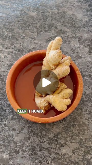 DIY Home Garden on Instagram: "Tips to grow your own Ginger at home 🫚💚  @thefrenchiegardener shows the home based trick to grow Ginger.  Nature is beautiful and so generous, out of one ginger rhizome, you can obtain lots of new fresh ginger! And yes, it works in pots 🙌🏼  Here are some additional tips to this video to help your grow your own fresh ginger  🫚 It works with organic ginger not treated with anti sprout spray  🫚 Place it into water the first days then pour out the water and only spray water every day, after some weeks it will sprout. Sometimes you can even buy ginger that is already starting to sprout, makes it quicker  🫚 You can either plant the full ginger rhizome or cut it into several pieces to plant more as long as each pieces have a sprouting eye  🫚 Place your ginge How To Plant Ginger Root At Home, Home Gardening Ideas Indoor Plants, How To Grow Ginger In A Pot, Propagate Ginger, Ginger Garden, Ginger Plant How To Grow A, Growing Ginger From Scraps, Growing Ginger From Root, How To Grow Ginger Root At Home