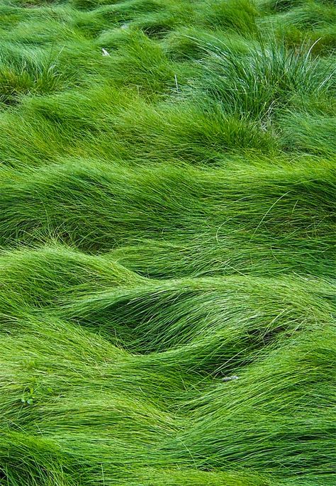 Green Grass Fescue Grass, Blowing In The Wind, Green Nature, World Of Color, Green Grass, Photography Nature, Green Aesthetic, Go Green, Beauty Photography