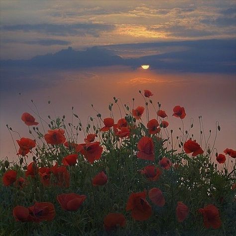 March Aesthetic, Flowers Aesthetic, Flowers, Red