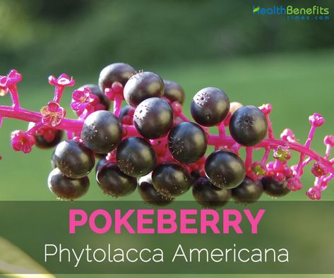 Pokeberry Facts, Health Benefits and Nutritional Value Poke Salad, Medicinal Weeds, Medicinal Wild Plants, Benefits Of Berries, Tree Id, Edible Wild Plants, Spell Books, For Healthy Skin, Integrative Medicine