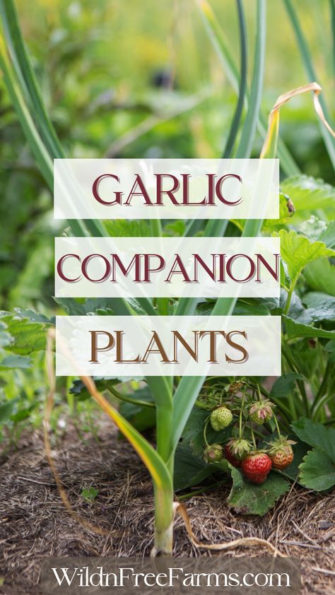 what to plant with garlic Garlic Companion Planting, Garlic Companion Plants, Strawberry Companion Plants, Garlic Growing, Herbs For Chickens, Companion Planting Guide, Best Companion Plants, Companion Planting Chart, Chamomile Plant