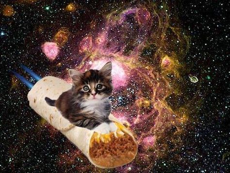 #cat #burrito #space #galaxy Cats In Space, Make A Website, 2013 Swag Era, Galaxy Cat, Nyan Cat, One Small Step, Silly Cats Pictures, Small Step, Because I Can