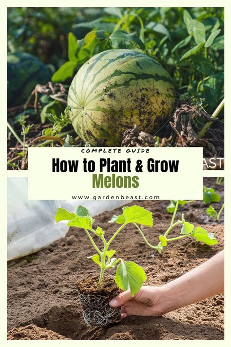 How To Grow Melons From Seeds, Melon Garden Ideas, Growing Melons In Containers, Growing Melons In Raised Beds, Watermelon Seeds Planting, Watermelon Planting Tips, Growing Melons Vertically, Growing Watermelon From Seed, Watermelon Planting