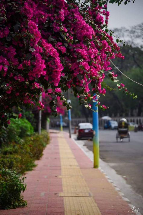 #nature #road #today #photo #photooftheday #view #life #love #omg #flowers #photooftheday #dhaka #bangladesh Flowers Real Photography, Bangladesh Nature Photography, Flowers Background For Editing, Nature Background For Editing, Aesthetic Photography Nature Flowers, Natural Background For Editing, Real Background Images For Editing, Dhaka Aesthetic, Nature Background Images For Editing