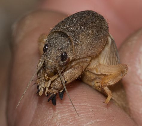 Mole Cricket, Bug Collection, Cool Bugs, A Bug's Life, Beautiful Bugs, Creepy Crawlies, Arthropods, Arachnids, Bugs And Insects