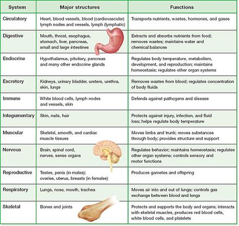 Organ system identification Organ Systems And Functions, Medical Interpreter, Body Systems Project, Body Systems Worksheets, Anatomy Education, Anatomy Organs, Excretory System, Nurse Study, Body Code