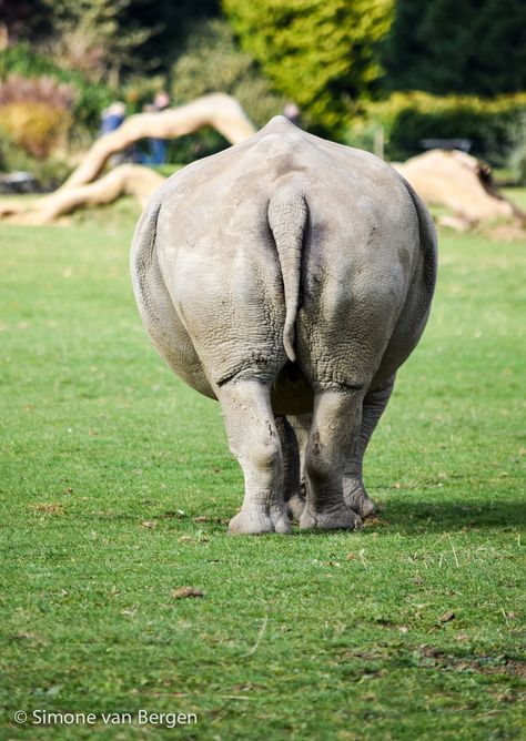 Big Fat Bum #whiterhino #cotswoldwildlifepark Animal Enclosures, Big Bum, Old Mansion, Wildlife Park, Feeding Time, Old Trees, Zoo Animal, The Zoo, Zoo Animals