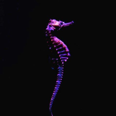 Seahorses Cronus Ampora Aesthetic, Eridan Ampora Aesthetic, Eridan Aesthetic, Homestuck Aesthetic, Villains Aesthetic, Cronus Ampora, Eridan Ampora, Pink Board, Homestuck Characters