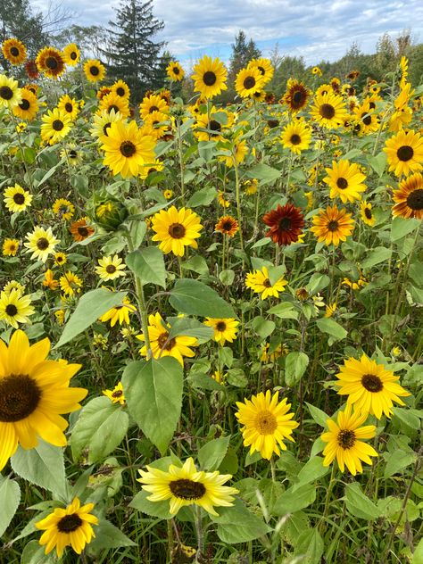 Wildflower Sunflower Garden. Variety of sun flowers #garden #gardening #gardeningtips #sunflower #flowers #wildflowers Common Sunflower, Garden Sunflowers, Flower Reference, Texas Wildflowers, Ideal House, Sun Flowers, Sunflower Garden, Sunflower Field, Summer Mood