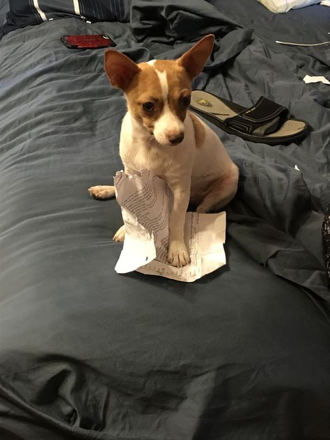 My dog ate my homework... Dog Ate My Homework, Dog Eating, My Dog, The Dog, Homework, Boston Terrier, Thing 1, Dogs, Animals