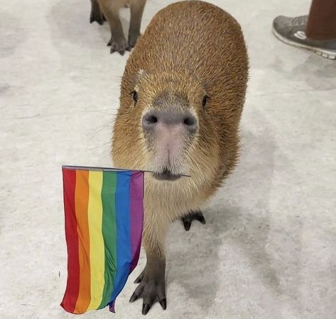 Capybara Aesthetic, Capybara Drawing, Capybara Funny, Funny Capybara, Wallpaper Cute, Animal Art, Rainbow, Pet, Funny