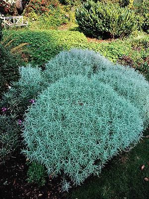 Lavender cotton Lavendar Plant, Front Flower Beds, Lavender Cotton, Silver Plant, Plant Encyclopedia, Fairy Garden Plants, Growing Lavender, Hardiness Zones, Southern Garden