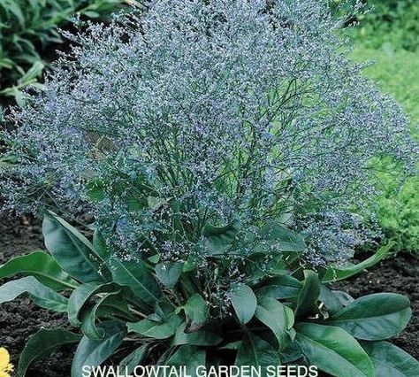 Seeds Growing, Sea Lavender, Lavender Seeds, Hardy Perennials, Outdoor Inspirations, Fresh Cut Flowers, Flowers Perennials, Flower Farm, Perennial Plants