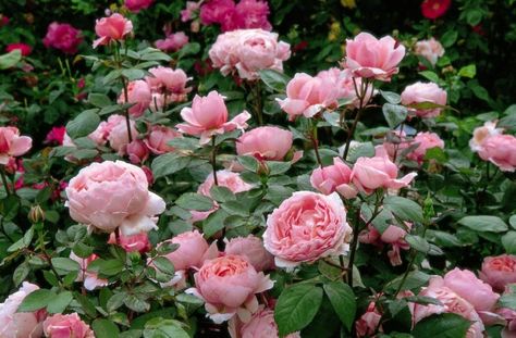 Writers Who Kill: I Dream of David Austin Roses Rose Companion Plants, Deadheading Roses, Rose Belle, Austin Rose, Fragrant Roses, Rose Care, Heirloom Roses, Light Pink Flowers, Planting Shrubs