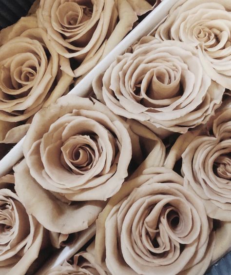 Tan Roses Aesthetic, Beige Roses Bouquet, Tan Roses, Toffee Rose, Brown Roses, Beige Roses, Toffee Roses, Sahara Rose, Lily Wedding