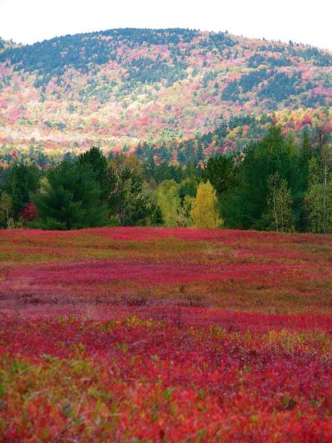 Mary Day, Gothic Revival Architecture, Maine Photography, Maine State, Revival Architecture, Maine Travel, Painting Sculpture, Watercolor Flowers Paintings, Acadia National Park