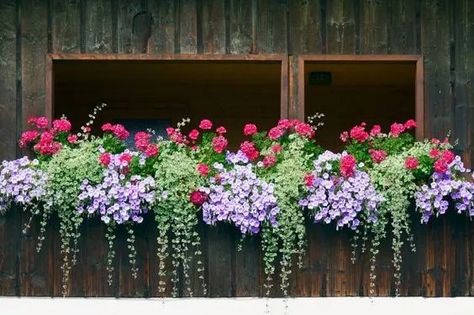 Balcony Flower Box, Window Box Plants, Balcony Planters, Window Box Flowers, Balcony Flowers, Window Planters, Container Gardening Flowers, Design Box, Window Planter Boxes