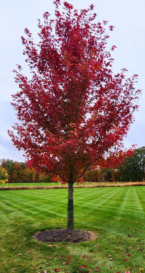 Fast growing shade trees for small yards full sun Trees For Small Yards, Small Landscape Trees, Green Ash Tree, Best Shade Trees, Silver Maple Tree, Fast Growing Shade Trees, Acer Rubrum, Fast Growing Shrubs, Pink Flowering Trees