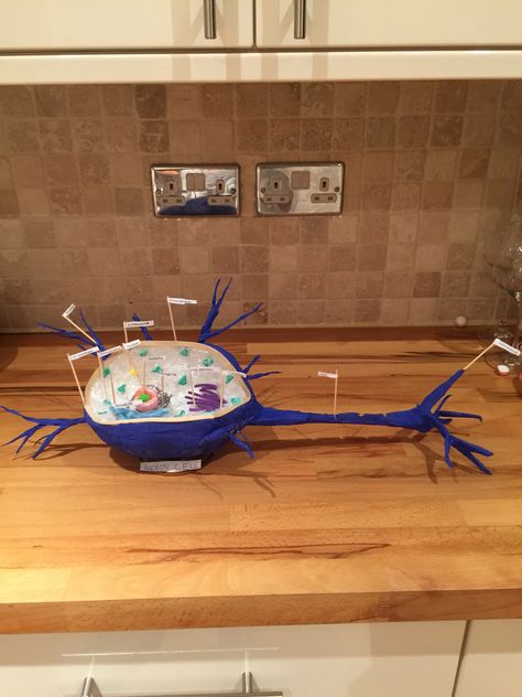 Nerve Cell Model Project, Nerve Cell Model, Cell Model Project, 3d Cell, Cells Project, Cell Model, Nerve Cell, Science Project, Science Fair