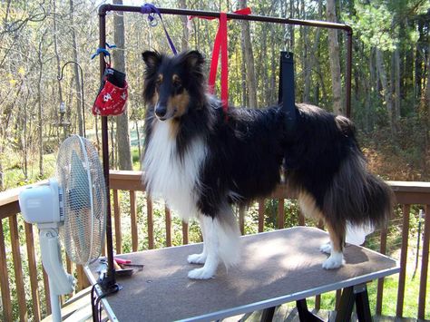 Izzo on my homemade grooming table ready to be brushed dry! Dog Grooming Set Up At Home, Diy Home Dog Grooming Station, Outdoor Dog Grooming Station, At Home Dog Grooming Station, Diy Grooming Table, Diy Dog Grooming Table At Home, Diy Dog Grooming Table, Diy Grooming Table Dog, Diy Dog Grooming Table Arm