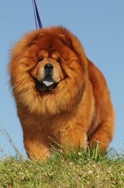 14 Interesting Facts Of Chow Chows That You Don't Know | PetPress Red Chow Chow, Chow Dog Breed, Chow Chow Puppy, Dog Breeds Medium, Chow Chow Dogs, Dog Insurance, Lion Dog, Dog Facts, Fluffy Dogs