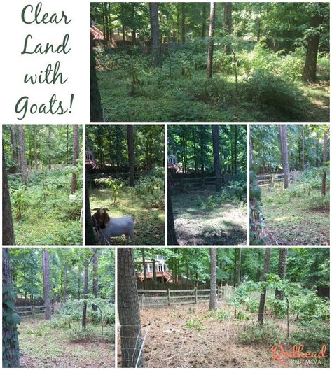 Goat Land Clearing, Diy Clearing Land, Goats For Clearing Land, How To Clear Land To Build, Raw Land Ideas, Land Development Ideas, Land Clearing Before And After, Clearing Out Wooded Backyard, Land Clearing Ideas