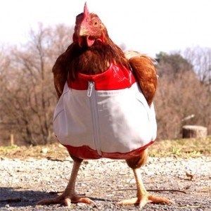 Just 14 Hilarious Photos Of Farm Animals Doing Funny Things - I Can Has Cheezburger? Funny Chicken Pictures, Chicken Memes, Chicken Pics, Chicken Clothes, Balkan Quotes, Animals Doing Funny Things, Funny Animal Clips, Trisha Paytas, Chicken Pictures