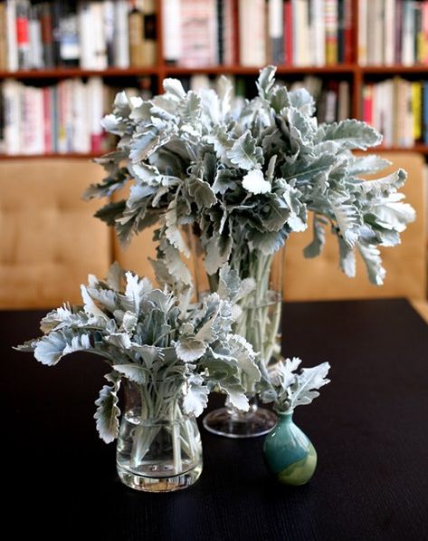 Planting Succulents Indoors, Baby Naming, Flower Identification, Smoky Blue, Succulent Bouquet, Seeded Eucalyptus, Dusty Miller, Flowers Arrangements, Soft Spot